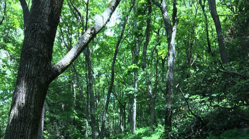 Along the trail to Sand Cave and White Rocks Overlook