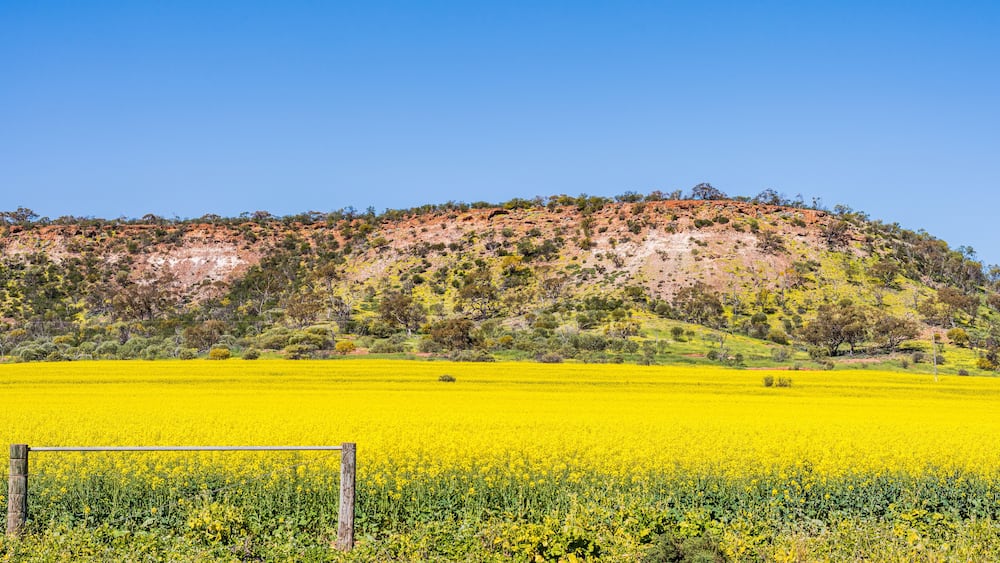 Panorama of canola growing on farmland behind wire fence. Hill covered in wildflowers in background, blue sky. Visible rusting in dirt due to high iron ore content of soil. Western Australia outback.