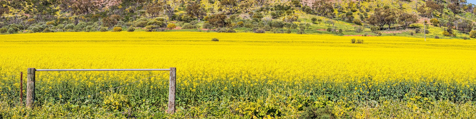 Panorama of canola growing on farmland behind wire fence. Hill covered in wildflowers in background, blue sky. Visible rusting in dirt due to high iron ore content of soil. Western Australia outback.