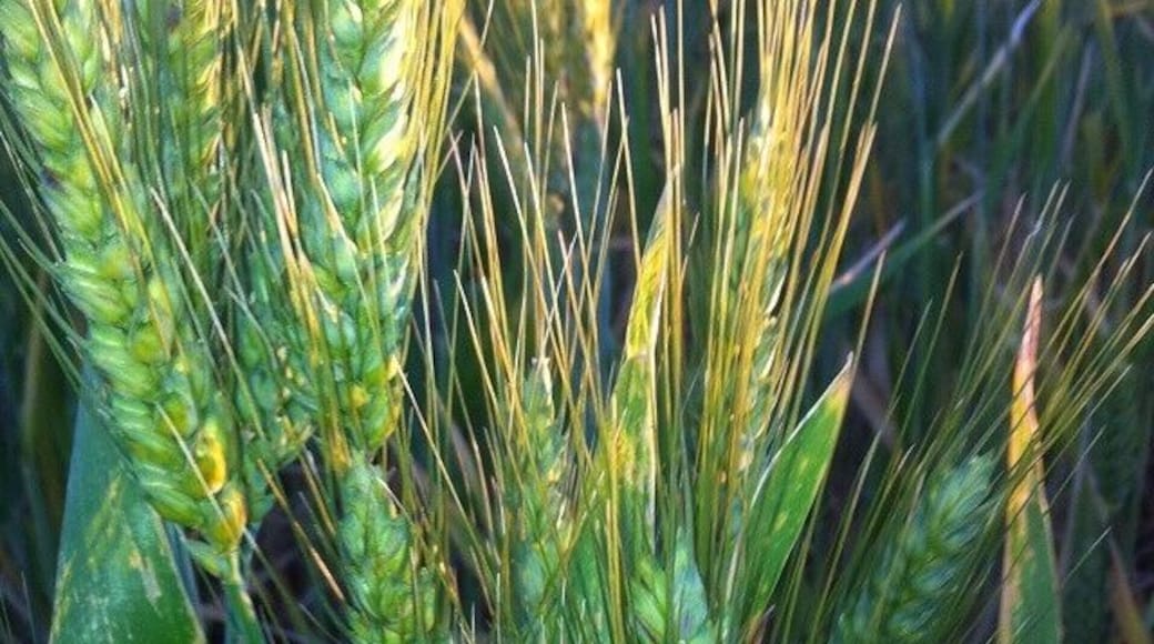 Wheat from the wheatbelt in WA!