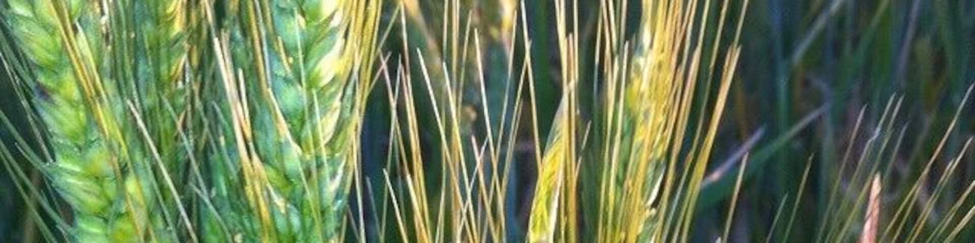 Wheat from the wheatbelt in WA!