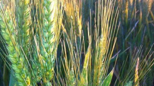 Wheat from the wheatbelt in WA!