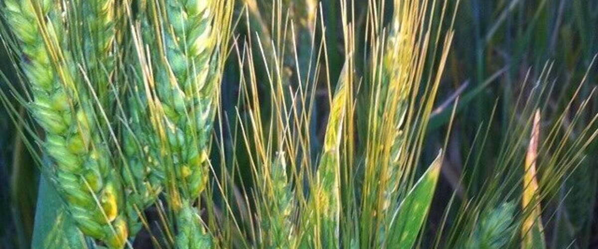 A field of wheat with green and golden stalks.