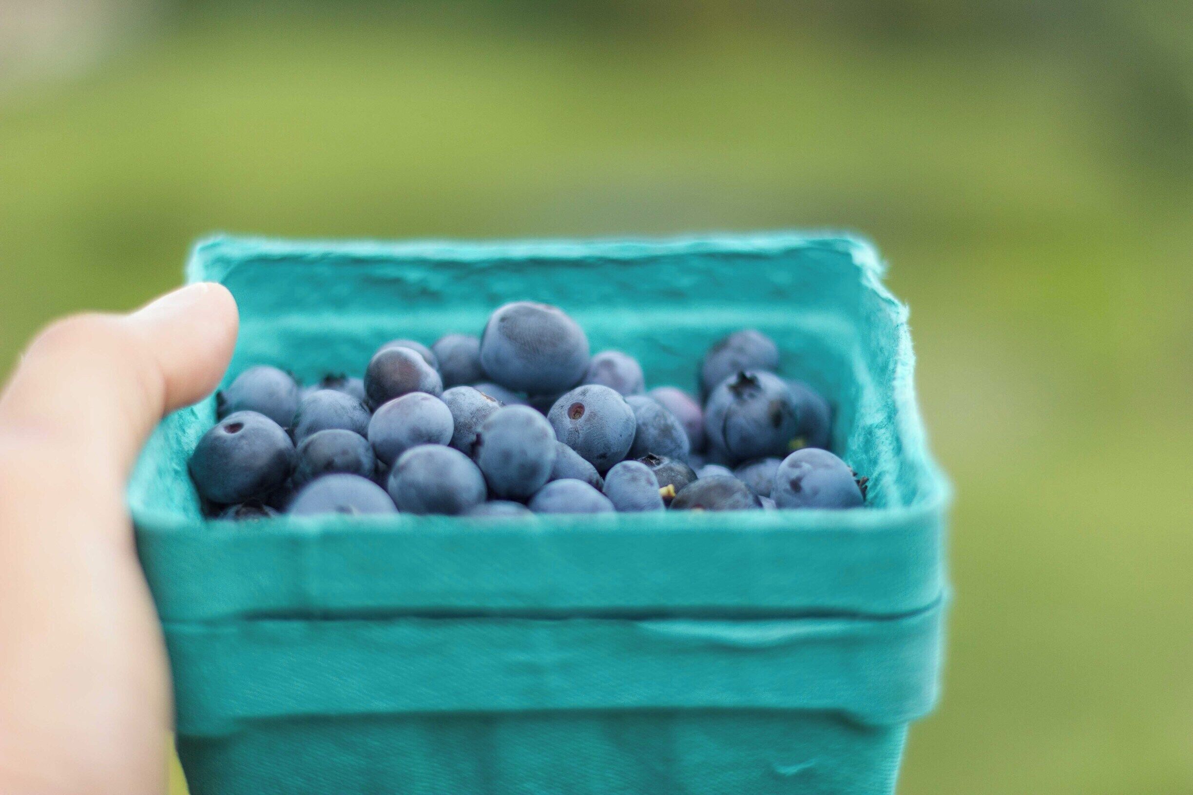 What was your favorite fruit picking experience this summer?

Ours was blueberry picking @adamsberryfarm. Such a relaxed setting and the owners were so happy to discuss their work. Very soon they will have Fall raspberries for picking and if you go, try one of their popsicles too 😋😋

#Vermont #Newengland