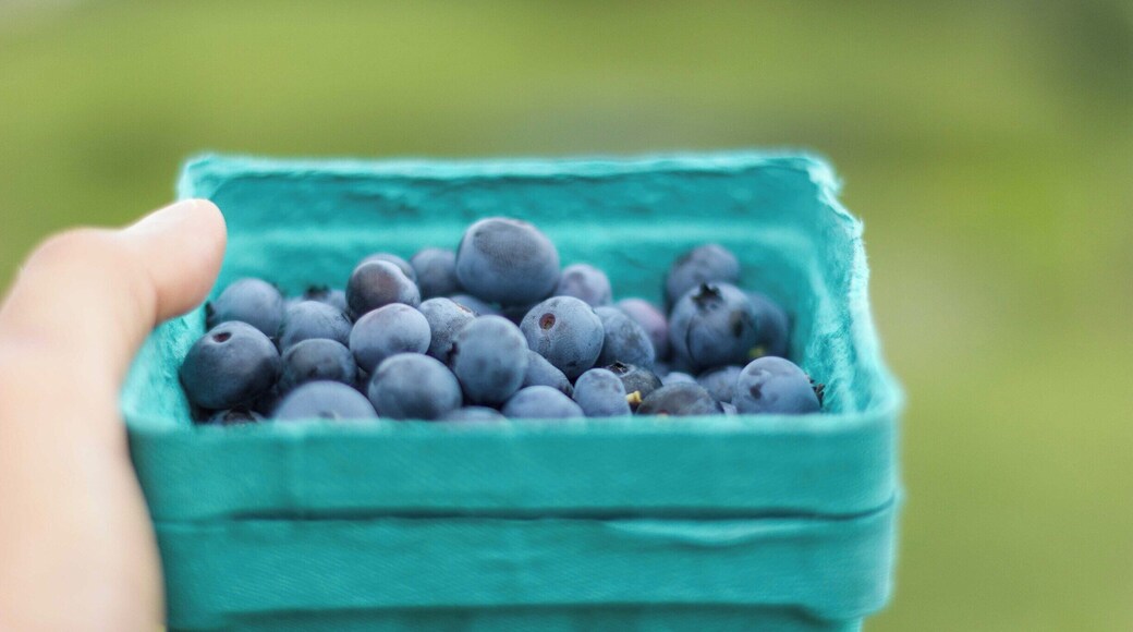 What was your favorite fruit picking experience this summer?
Ours was blueberry picking @adamsberryfarm. Such a relaxed setting and the owners were so happy to discuss their work. Very soon they will have Fall raspberries for picking and if you go, try one of their popsicles too 😋😋
#Vermont #Newengland