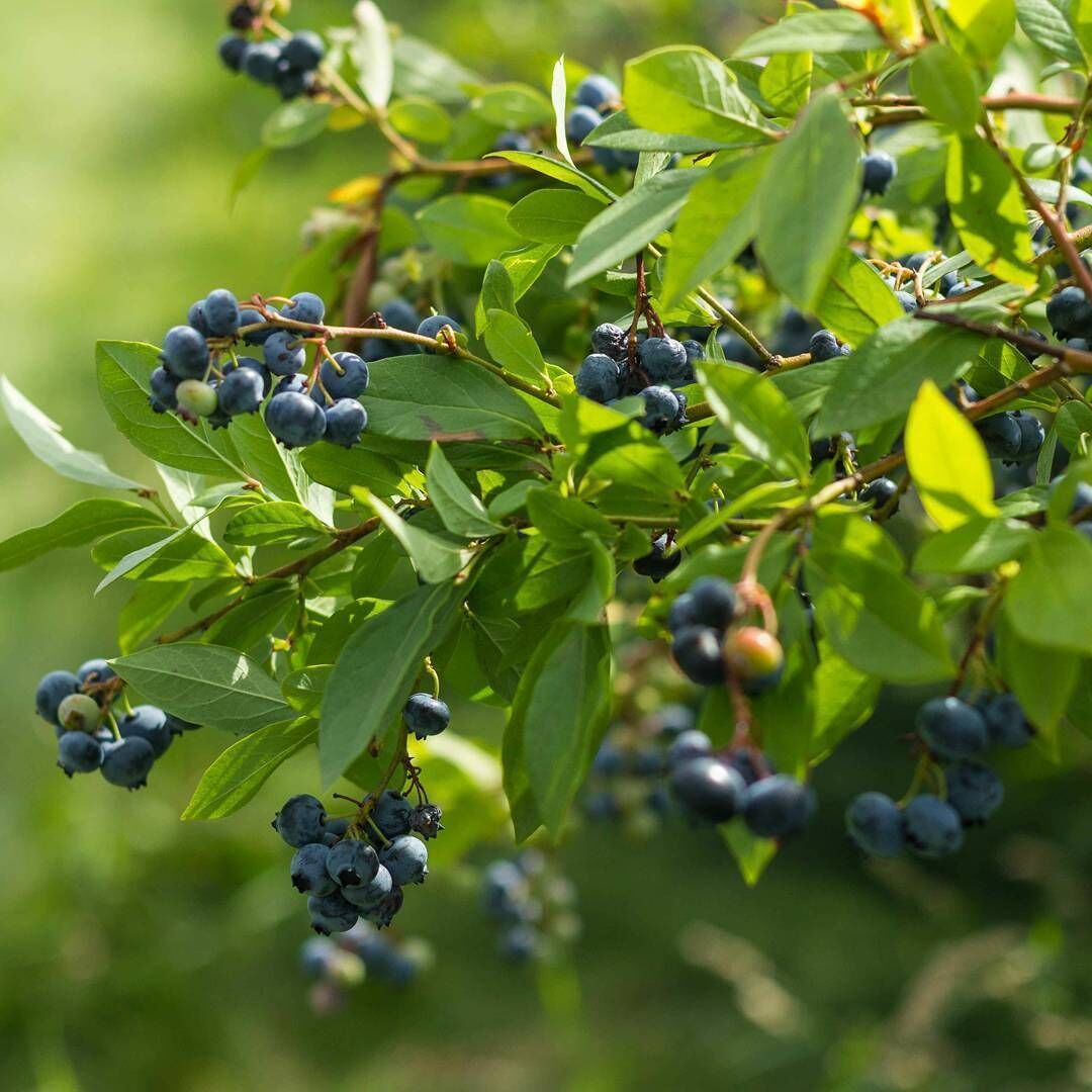 Rule of thumb when visiting Vermont- always visit a farm for picking fresh fruits/veggies 😋. Besides we learned that VT is hosting Open Farm Week between Aug 14-20. 
Pictured here is @adamsberryfarm for blueberry picking. We visited this farm last weekend after meeting with the owner Adam at Burlington's Farmers market.
