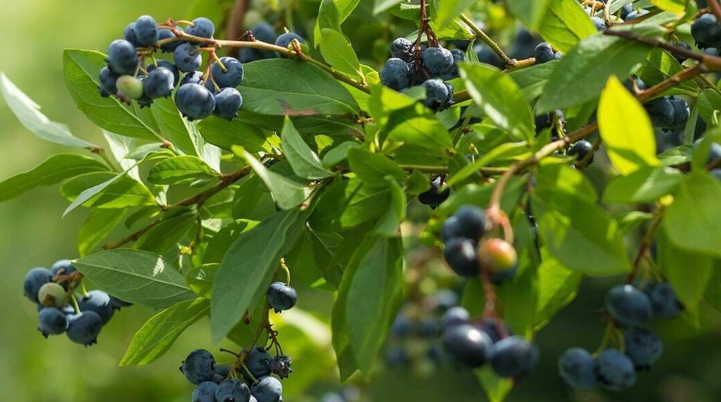Rule of thumb when visiting Vermont- always visit a farm for picking fresh fruits/veggies 😋. Besides we learned that VT is hosting Open Farm Week between Aug 14-20.
Pictured here is @adamsberryfarm for blueberry picking. We visited this farm last weekend after meeting with the owner Adam at Burlington's Farmers market.