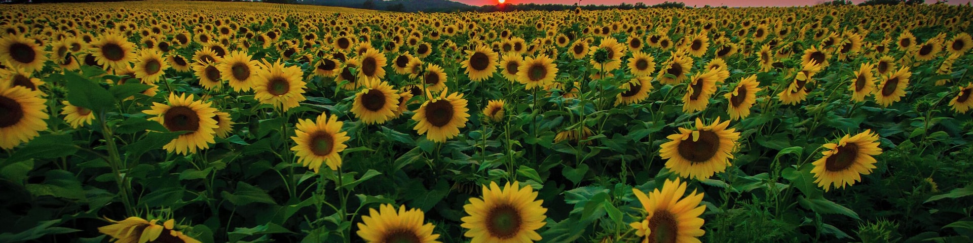 500px Photo ID: 42526490 - Sunflowers at Sunset