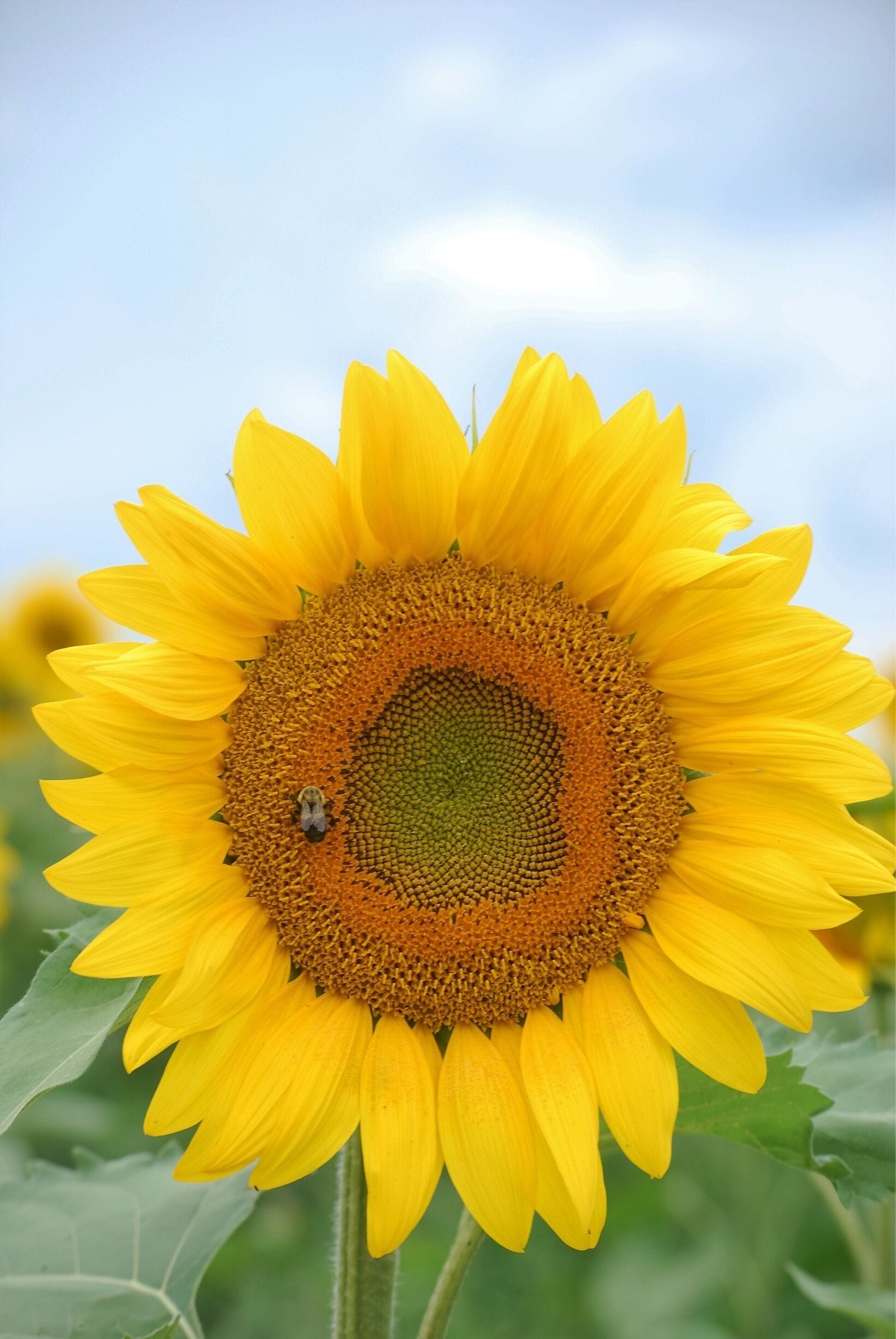 Sunflower field at Pope Farm Conservancy.  Open for 3 weeks in August