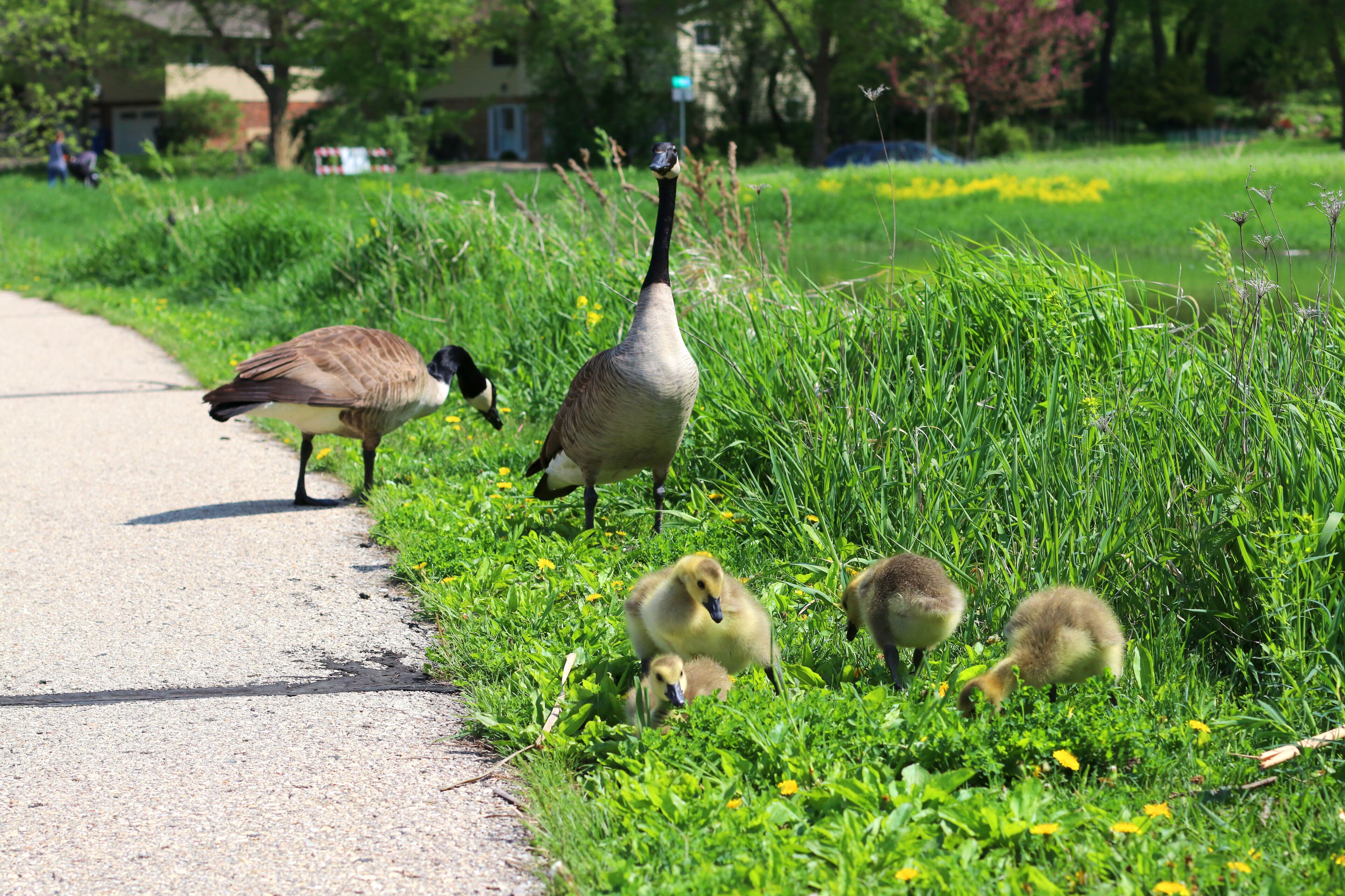 A pathway alongside a grassy area with a goose and ducklings.