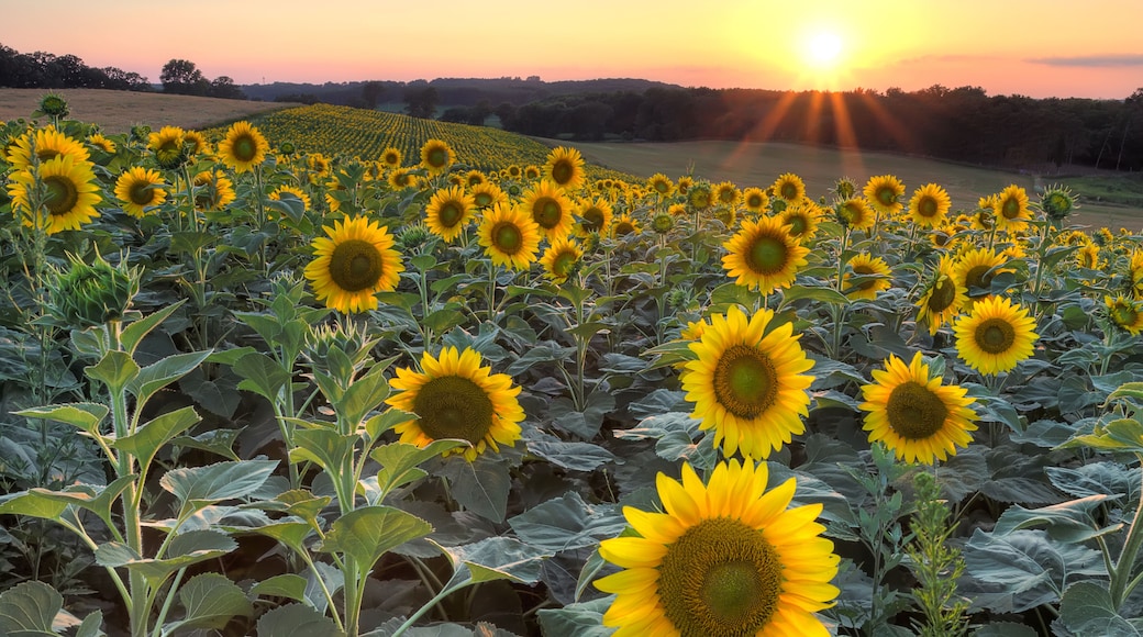 Sunflower field at dusk