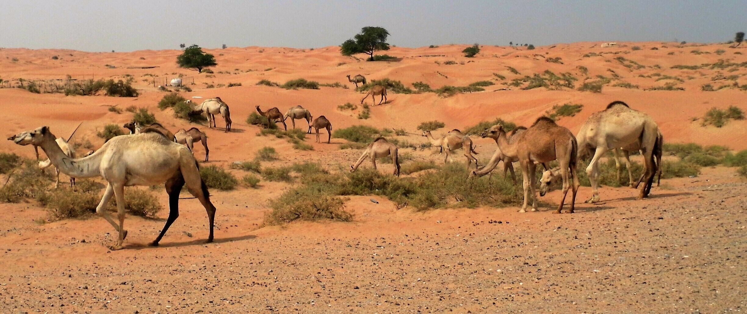 Our first time to Dubia