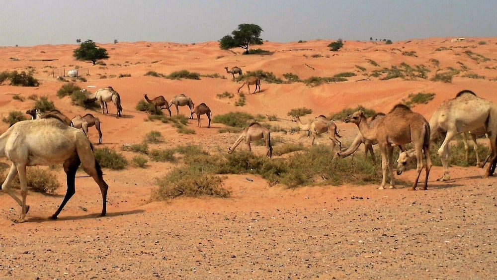 Our first time to Dubia