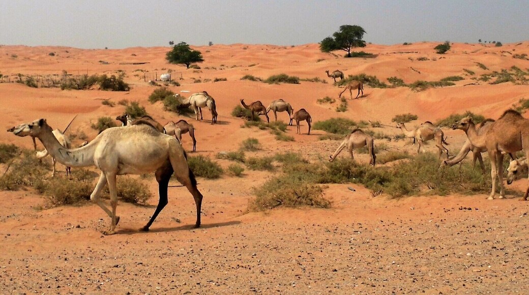 Our first time to Dubia