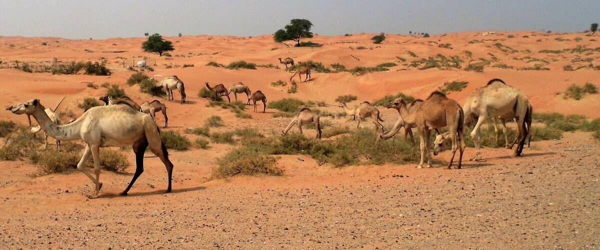 Our first time to Dubia