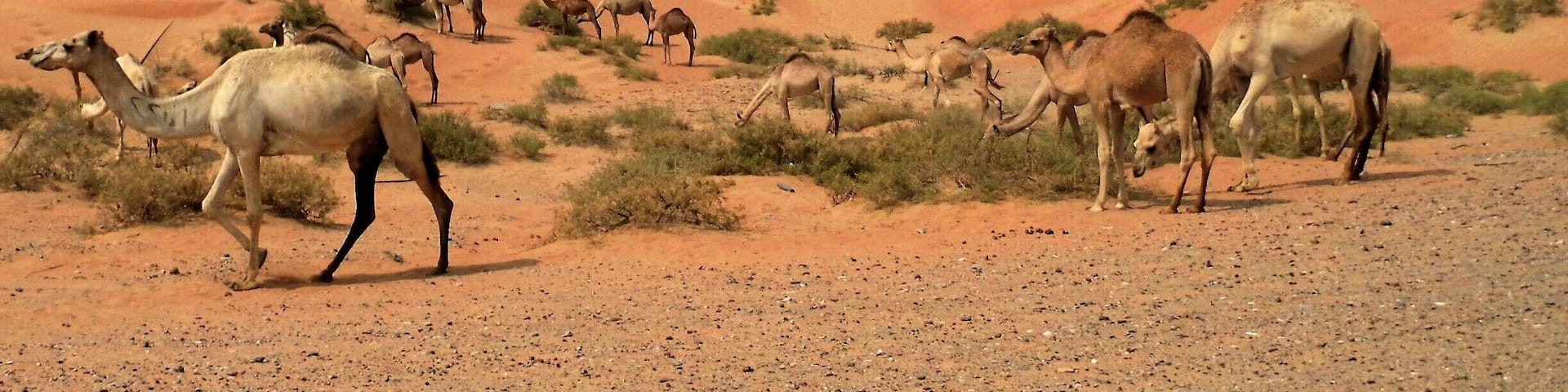 Our first time to Dubia