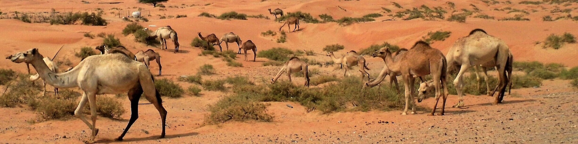 Our first time to Dubia