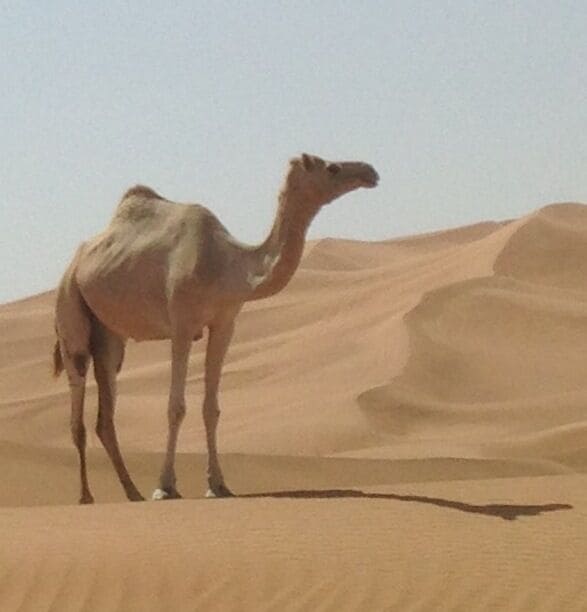 Dune bashing in the desert and came across this lovely site