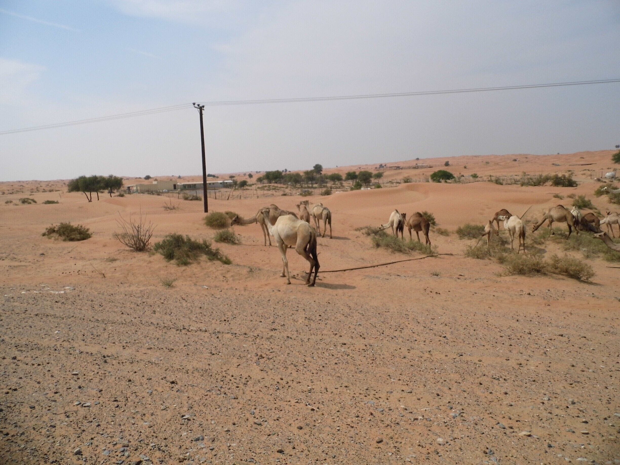 Saw these camel driving back to the airport