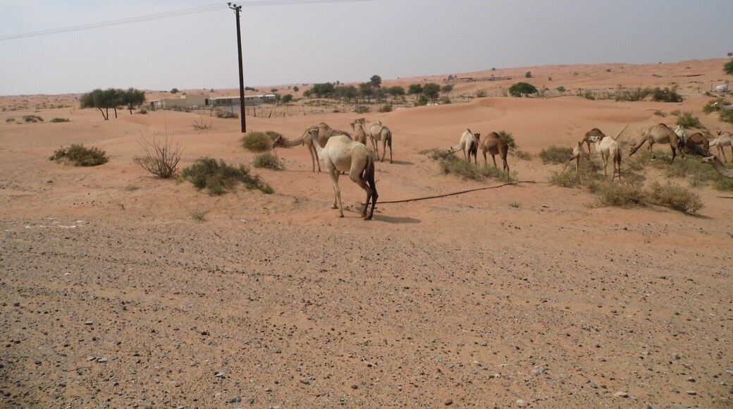 Saw these camel driving back to the airport