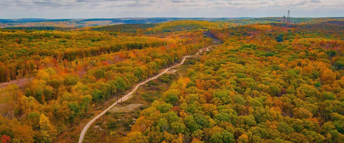 A forested landscape with a winding dirt road and power lines.