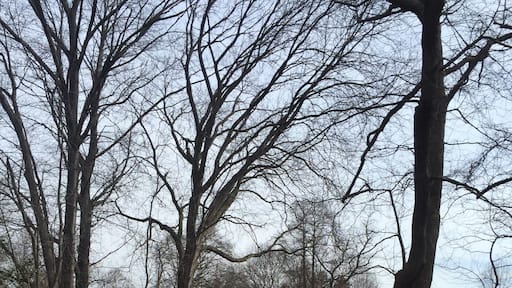 Patiently waiting for Springtime🌷!