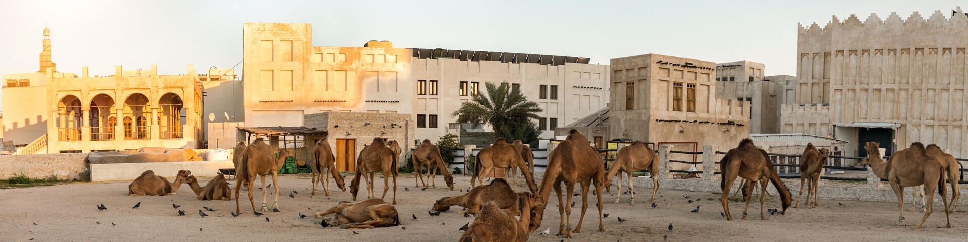 Panorama des Kamel Marktes am Souq Waqif in Doha, Katar