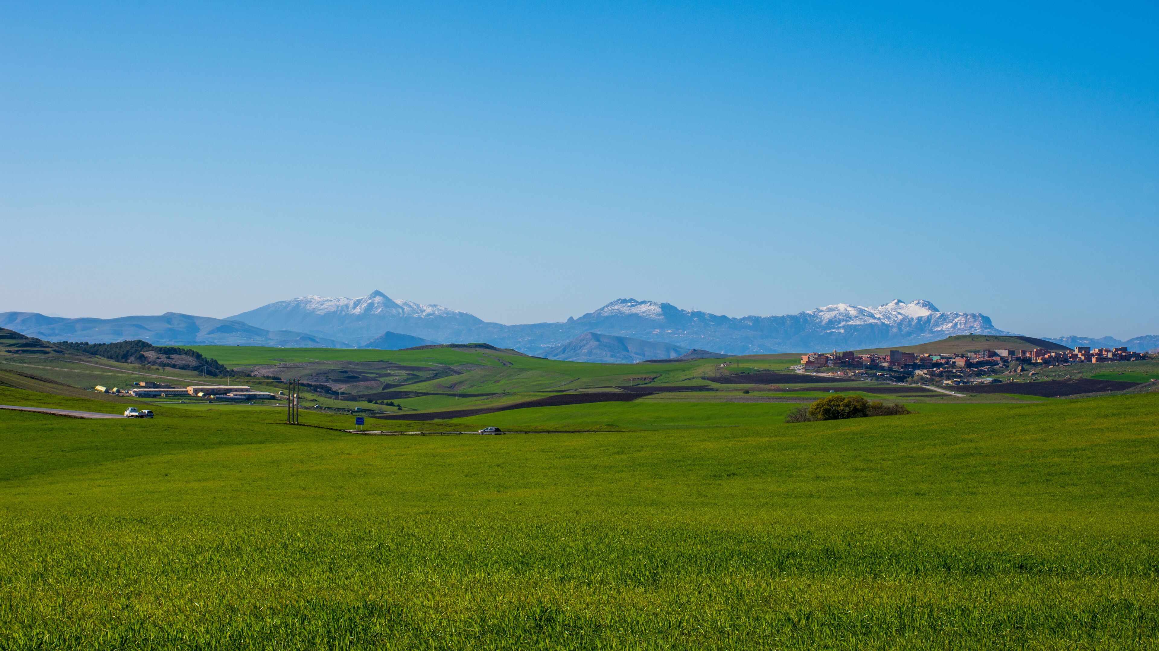 Green wheat field with snow mountains in the background 