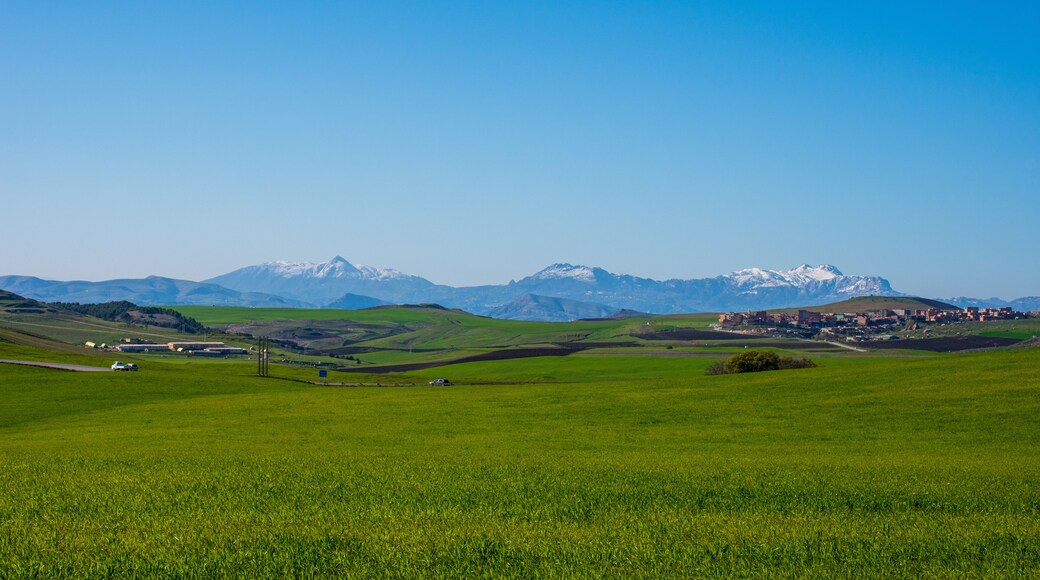 Green wheat field with snow mountains in the background
