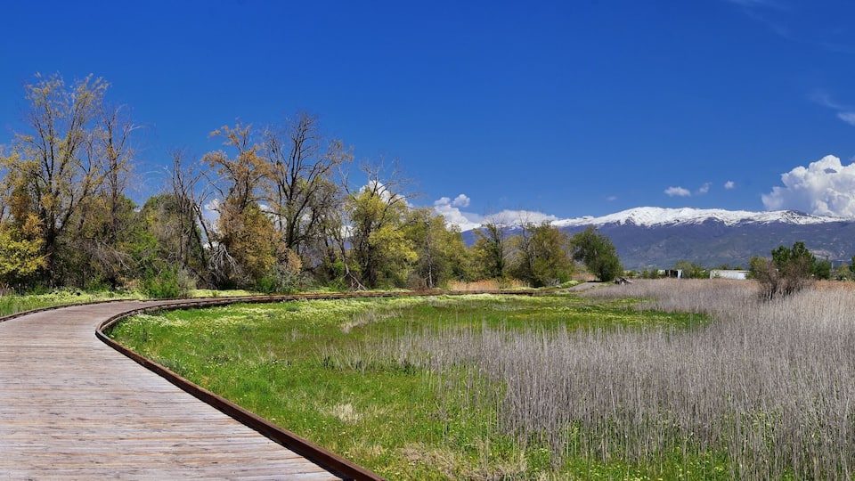 A wooden boardwalk curving through a grassy field with trees and a mountain range in the background.