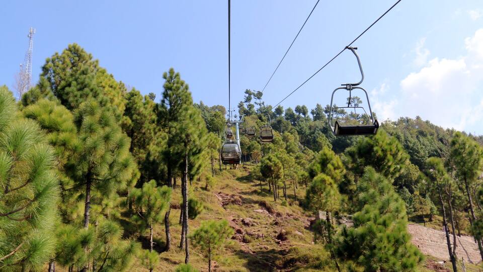 A cable car system in a pine forest.