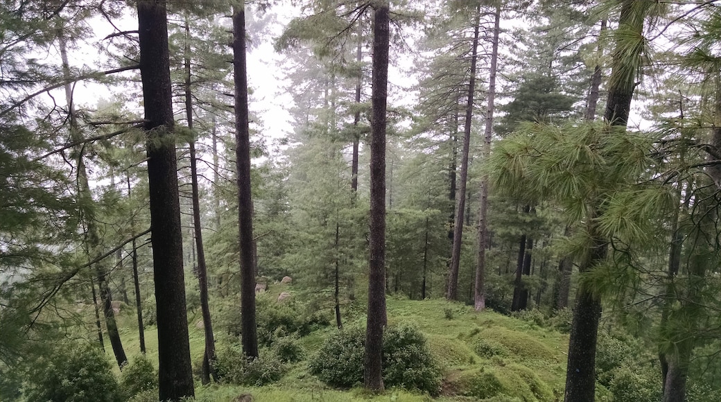 ํํธ๋ฆฌ์ํ