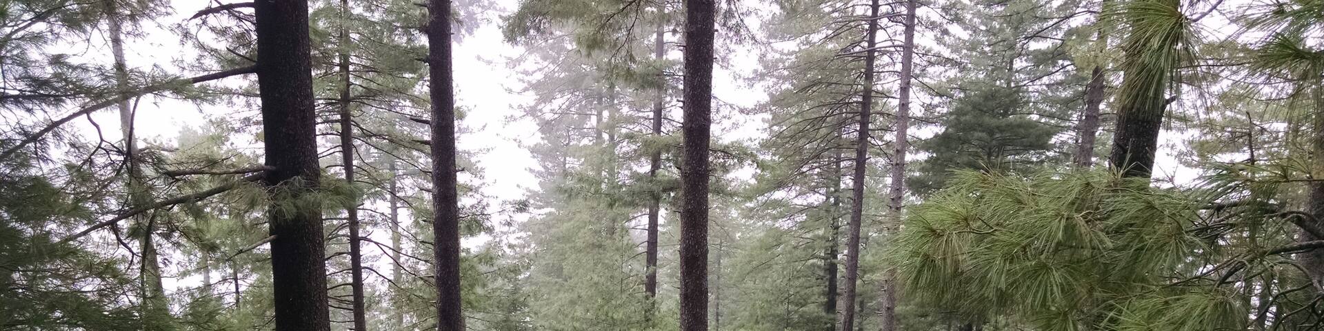 Cloud forest, Patriata, Pakistan