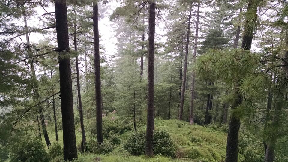 A dense forest with tall evergreen trees and a grassy hill.