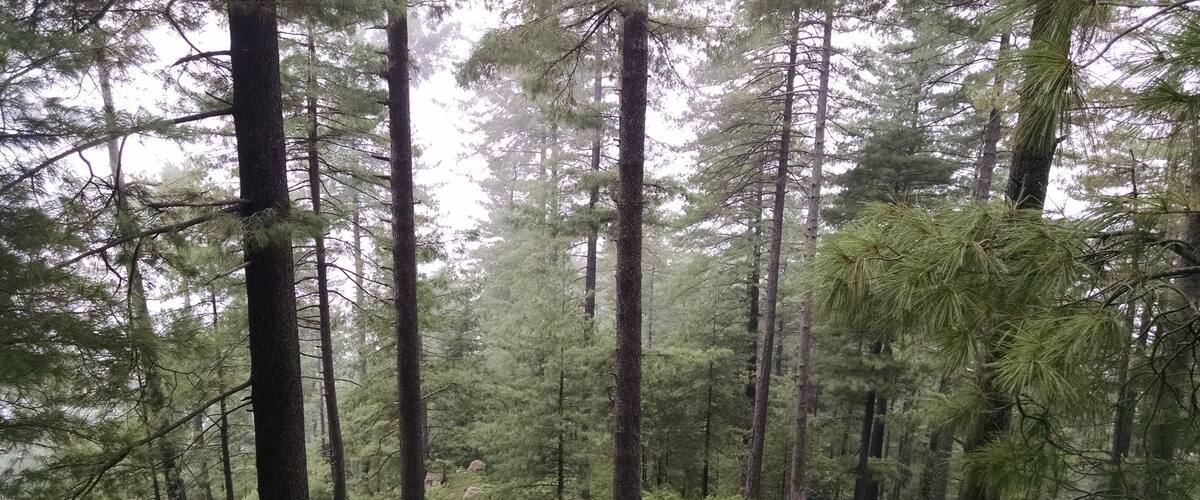 A dense forest with tall evergreen trees and a grassy hill.