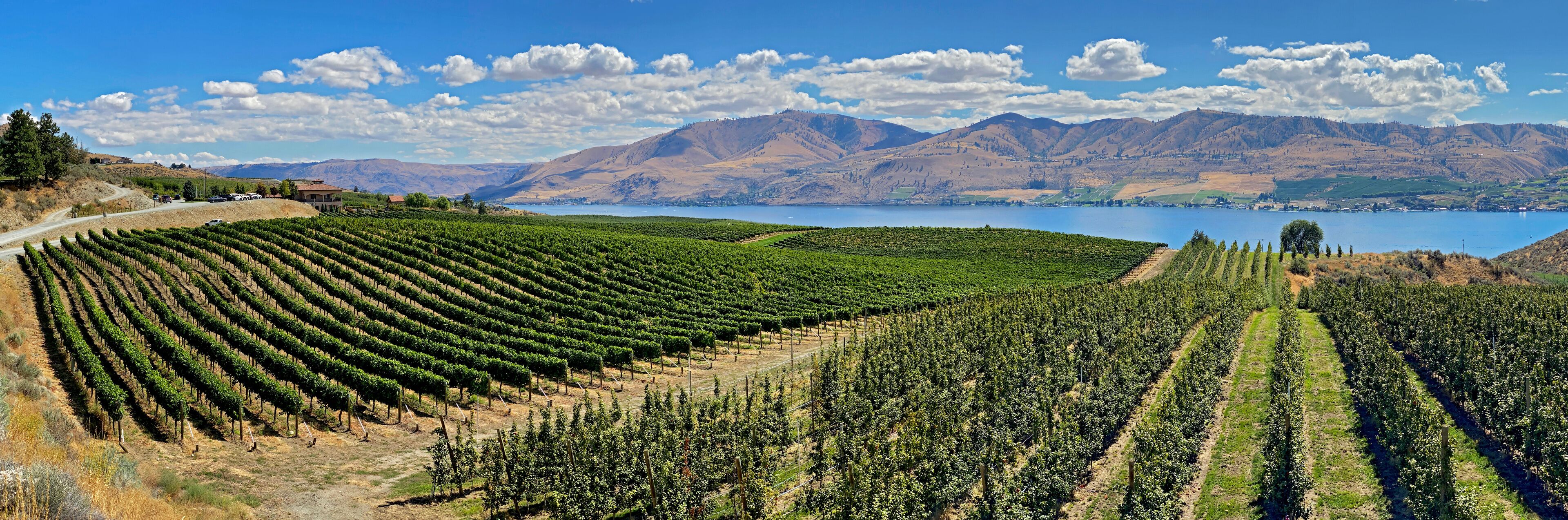 A vineyard with rows of grapevines, a road, and mountains in the background.