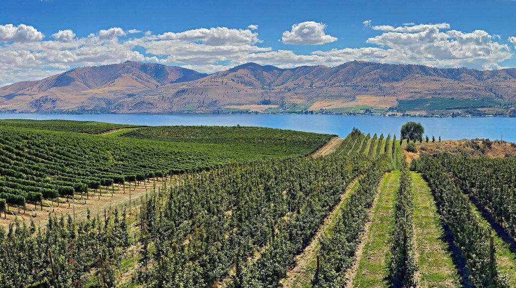 A vineyard with rows of grapevines, a road, and mountains in the background.
