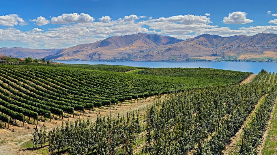 A vineyard with rows of grapevines, a road, and mountains in the background.
