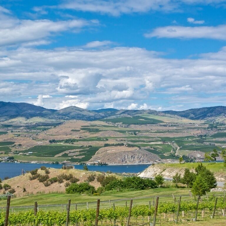 A vineyard with rows of grapevines, a lake, and rolling hills in the background.