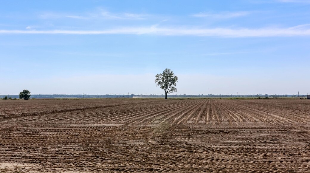 A plowed field with a single tree in the center and a clear sky.