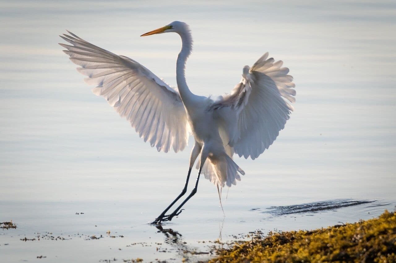 Out early to shoot some bird images at the shoreline on a super hot weekend. Image taken in Milford Connecticut  at Anchor Beach.