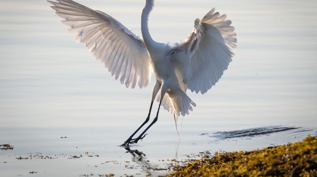 Out early to shoot some bird images at the shoreline on a super hot weekend. Image taken in Milford Connecticut at Anchor Beach.