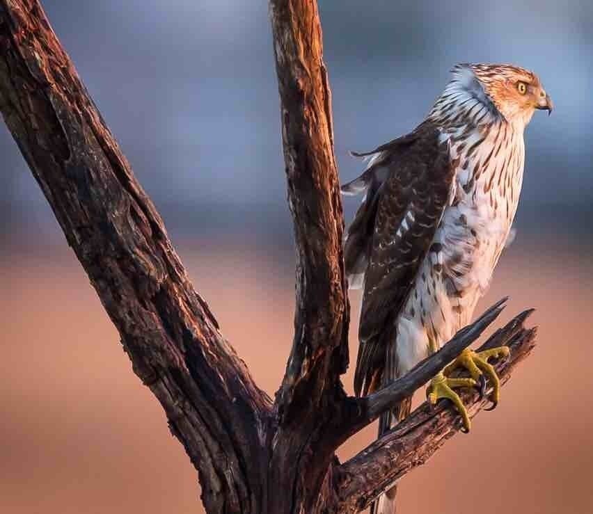 Took a morning walk along the marsh at Silver Sands State Park in Milford Connecticut and I was rewarded with this Coopers Hawk perched on a small dead tree right at golden hour.