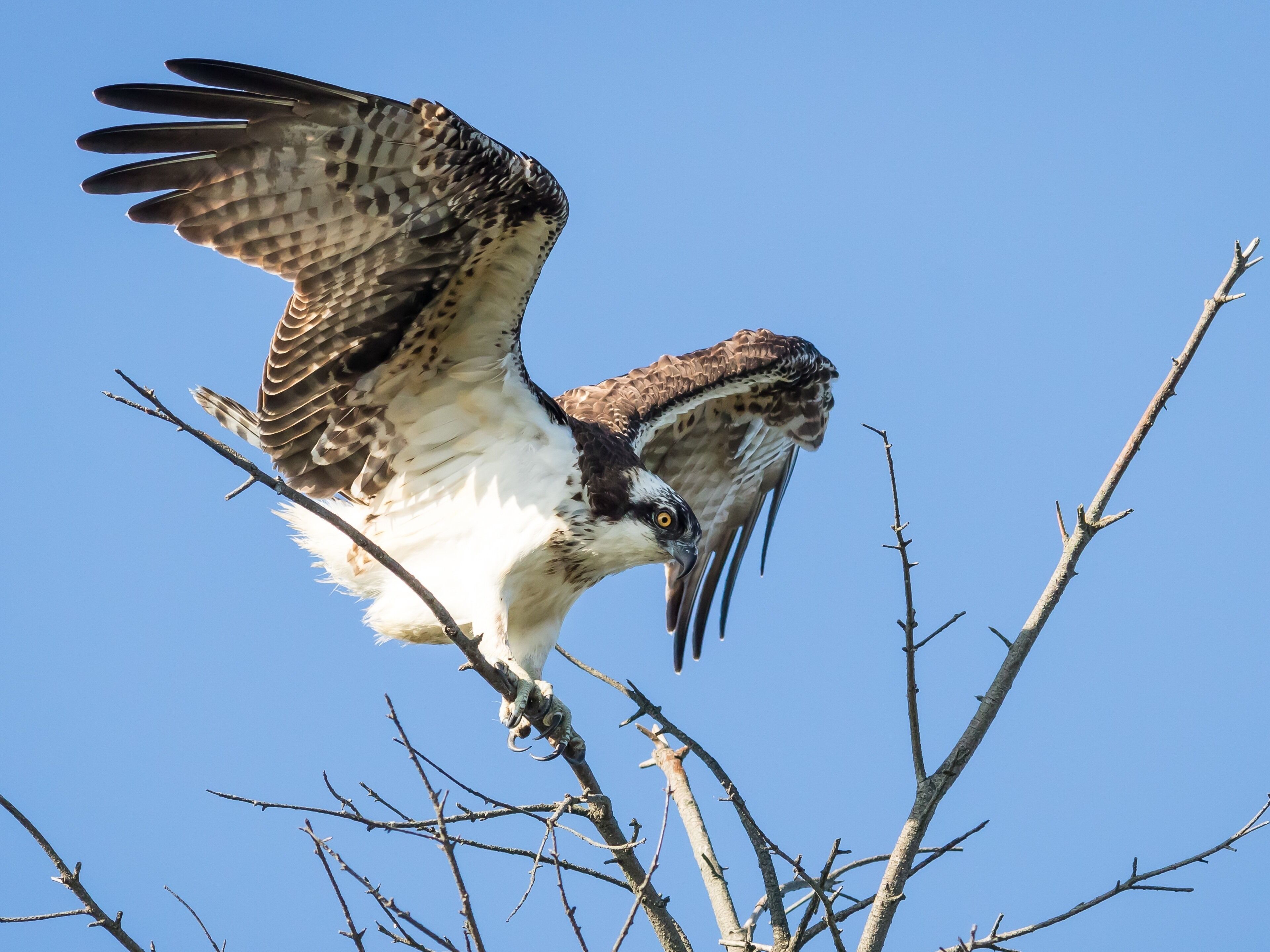 I was stalking some smaller birds when I noticed this Osprey headed for a dead tree top I was standing near. He hung around for a few allowing me a few good frames.
