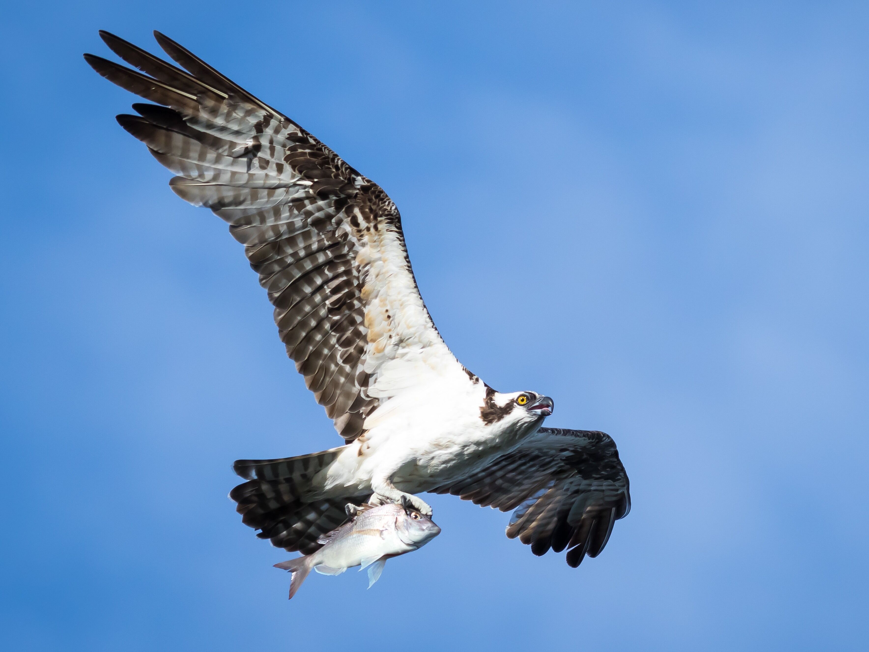 Another image  of a Successful Osprey coming from its fishing trip. Man I love these birds can watch them all day!! I spend lots of time at the Connecticut Audubon Society Coastal Center marsh as it’s close to my home.