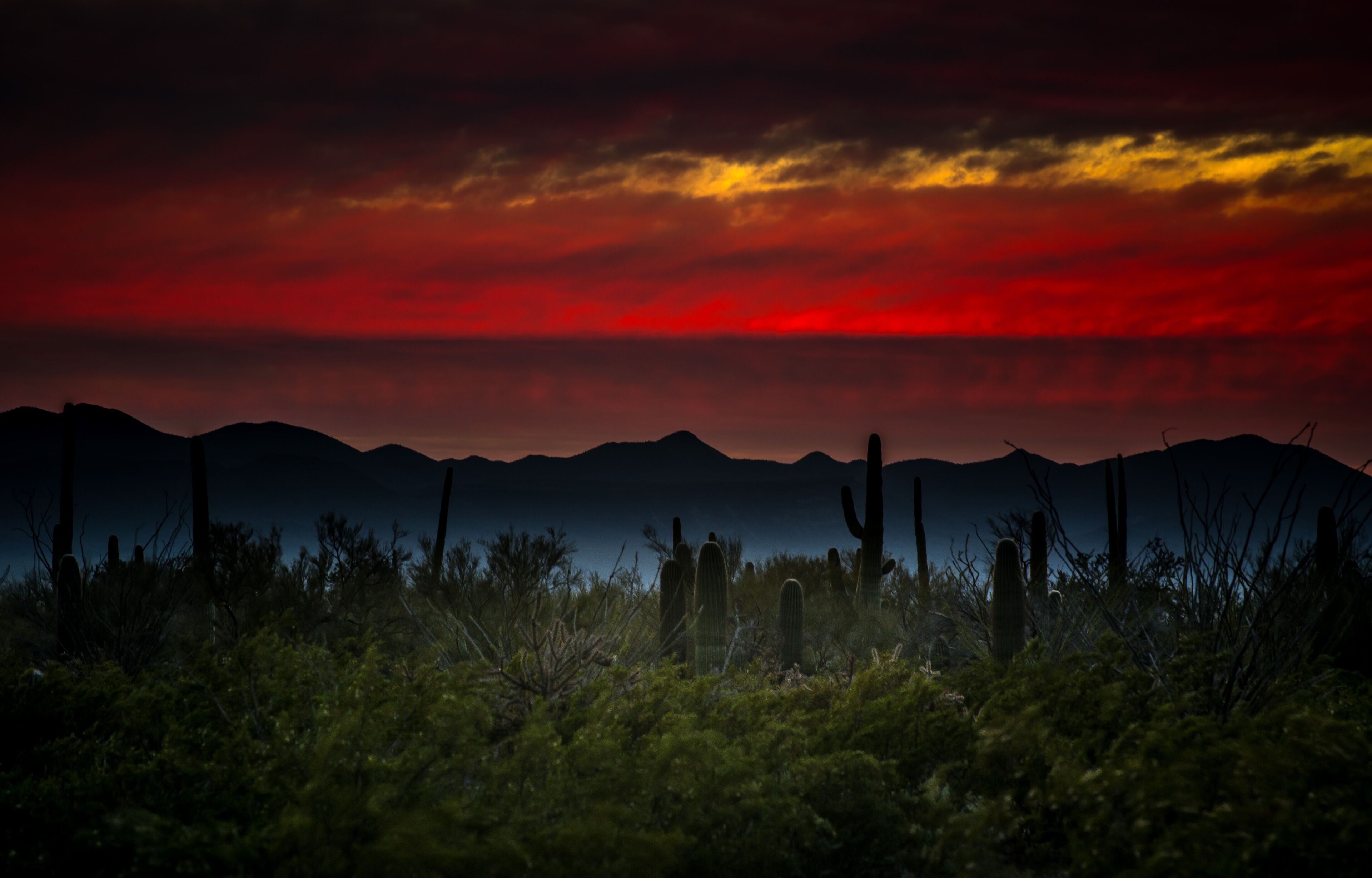 A desert landscape with cacti and a sunset sky.