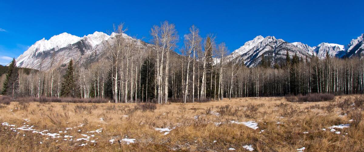 A mountainous landscape with snow-capped peaks and a forest of tall, thin trees.