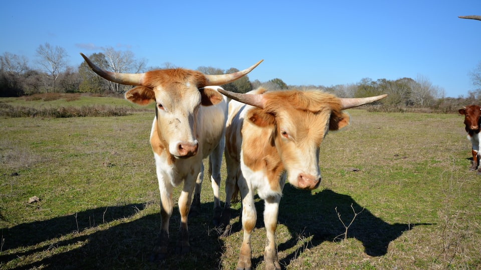 Two cattle with long horns in a grassy field with trees in the background.