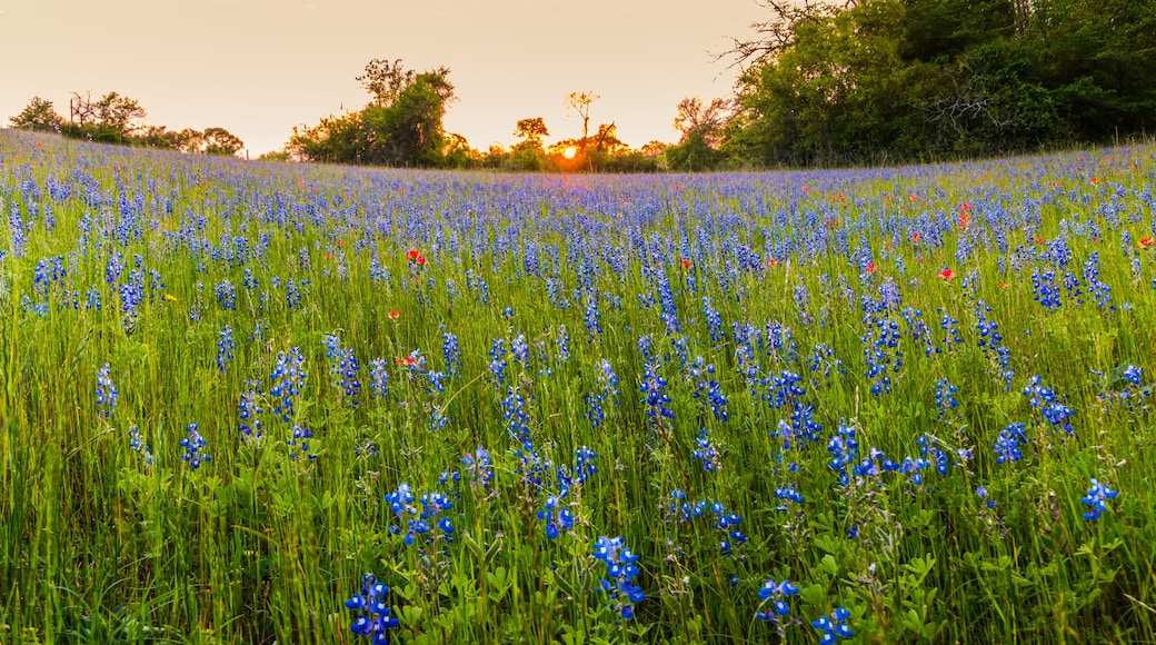 A field of blue flowers with trees in the background.