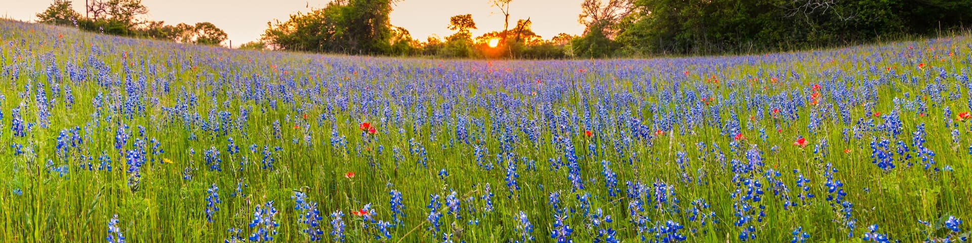 A field of blue flowers with trees in the background.